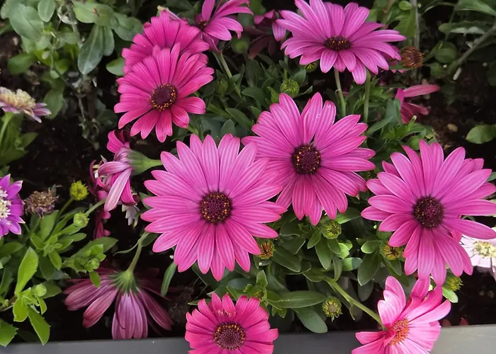 Da Nonna Maria Lägenhet